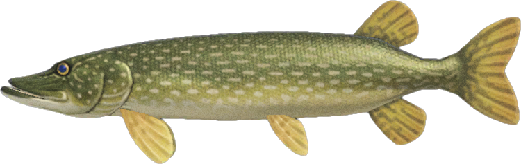 Animal Crossing Pike Image