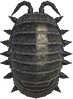 Animal Crossing Pill Bug Image