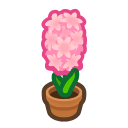 Pink-Hyacinth Plant