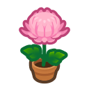 Animal Crossing Pink-mum Plant Image