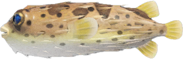 Animal Crossing Puffer Fish Image