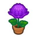Purple-Mum Plant