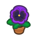 Purple-Pansy Plant