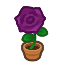 Purple-Rose Plant