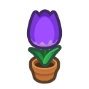 Purple-Tulip Plant
