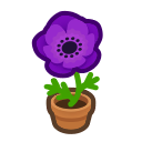   Purple-Windflower Plant