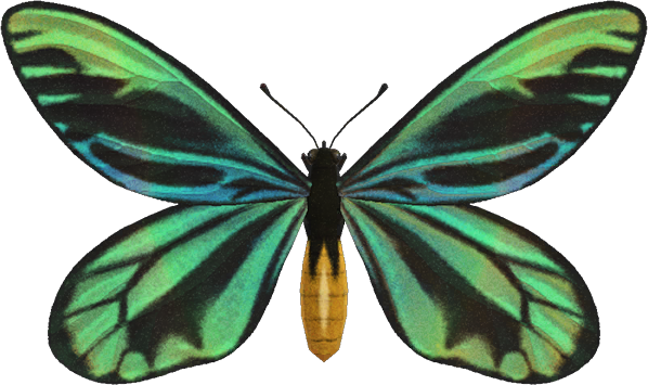 Queen Alexandra's Birdwing