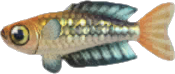Animal Crossing Rainbowfish Image