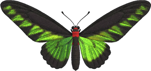  Rajah Brooke's Birdwing