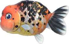 Ranchu Goldfish