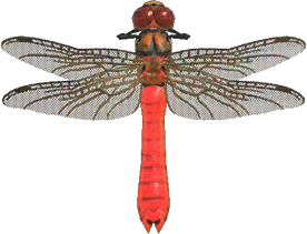 Animal Crossing Red Dragonfly Image