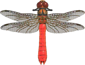  Red Dragonfly