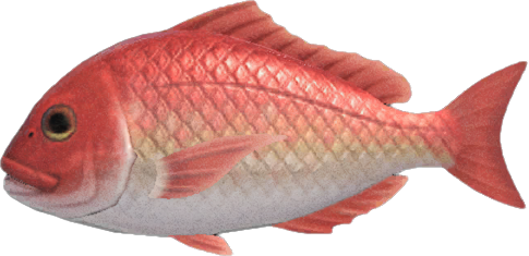 Animal Crossing Red Snapper Image