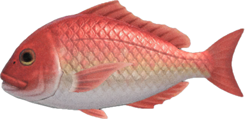 Red Snapper