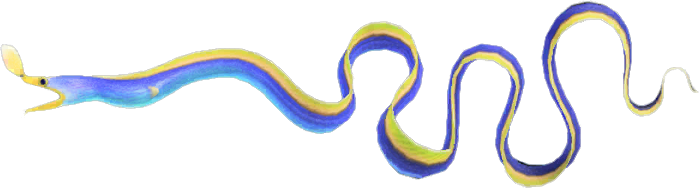 Ribbon Eel