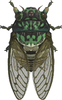 Animal Crossing Robust Cicada Image