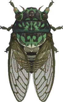  Robust Cicada