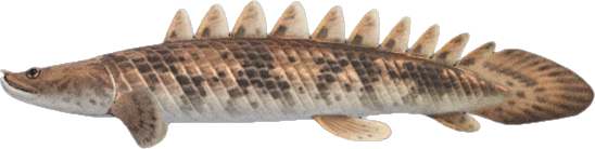 Saddled Bichir