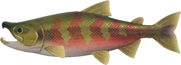 Animal Crossing Salmon Image