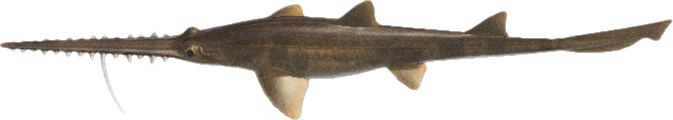 Animal Crossing Saw Shark Image