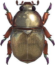 Scarab Beetle