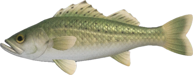 Animal Crossing Sea Bass Image