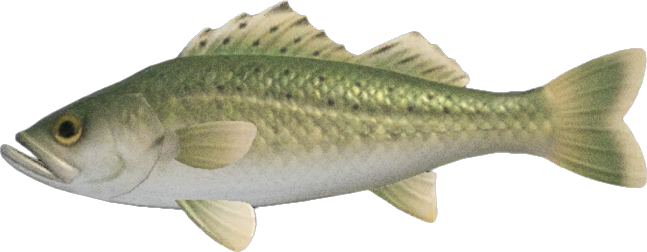 Sea Bass