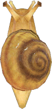 Animal Crossing Snail Image