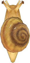 Snail