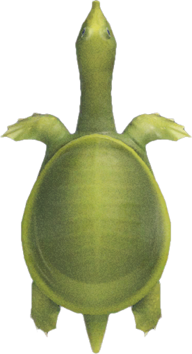 Animal Crossing Soft-shelled Turtle Image