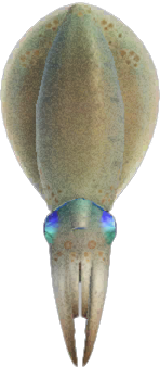 Animal Crossing Squid Image