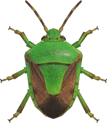  Stinkbug