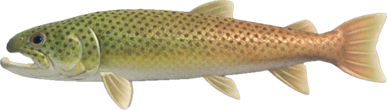 Animal Crossing Stringfish Image