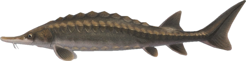 Animal Crossing Sturgeon Image