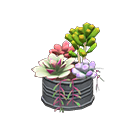 Succulent Plant