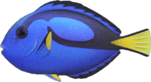 Surgeonfish