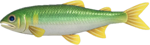 Animal Crossing Sweetfish Image