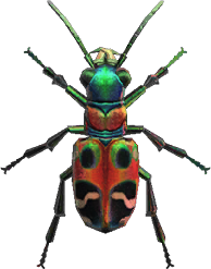 Animal Crossing Tiger Beetle Image