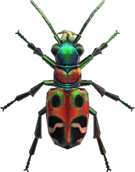 Tiger Beetle