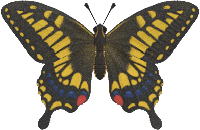 Animal Crossing Tiger Butterfly Image