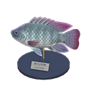 Tilapia Model