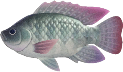 Animal Crossing Tilapia Image