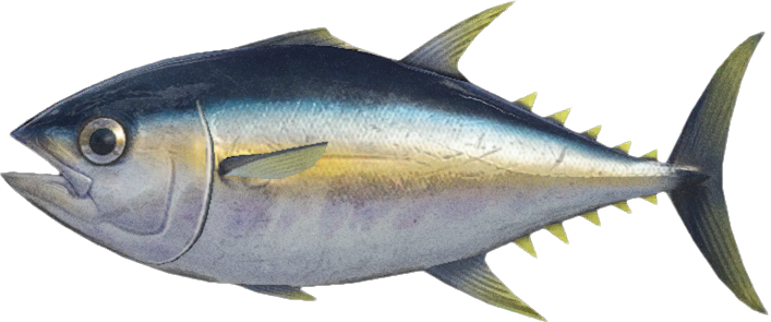 Animal Crossing Tuna Image