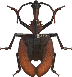 Animal Crossing Violin Beetle Image