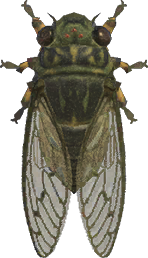 Animal Crossing Walker Cicada Image