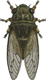  Walker Cicada