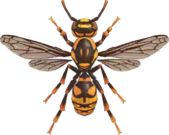 Animal Crossing Wasp Image