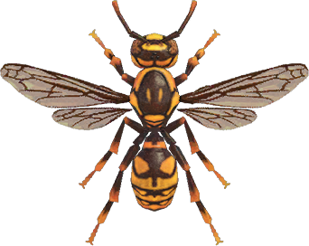 Wasp