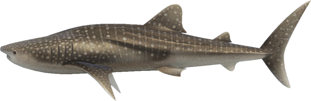 Animal Crossing Whale Shark Image