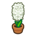 White-Hyacinth Plant